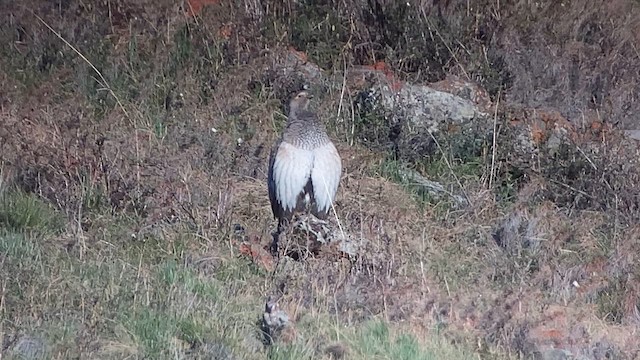 Altai Snowcock - ML620323056