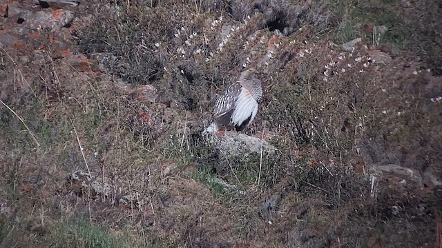 Altai Snowcock - ML620323057