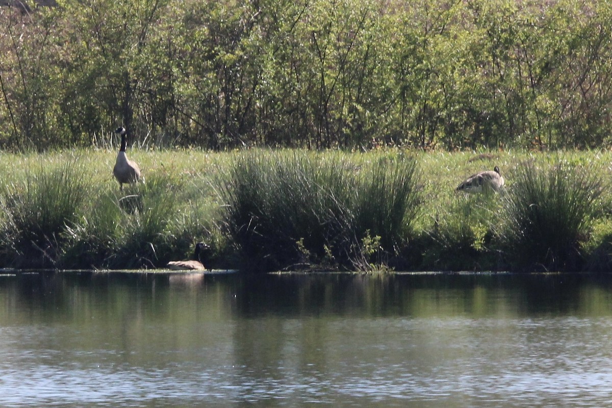 Канад галуу - ML620323058