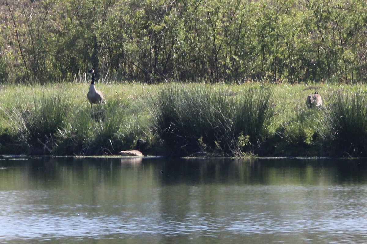 Канад галуу - ML620323059