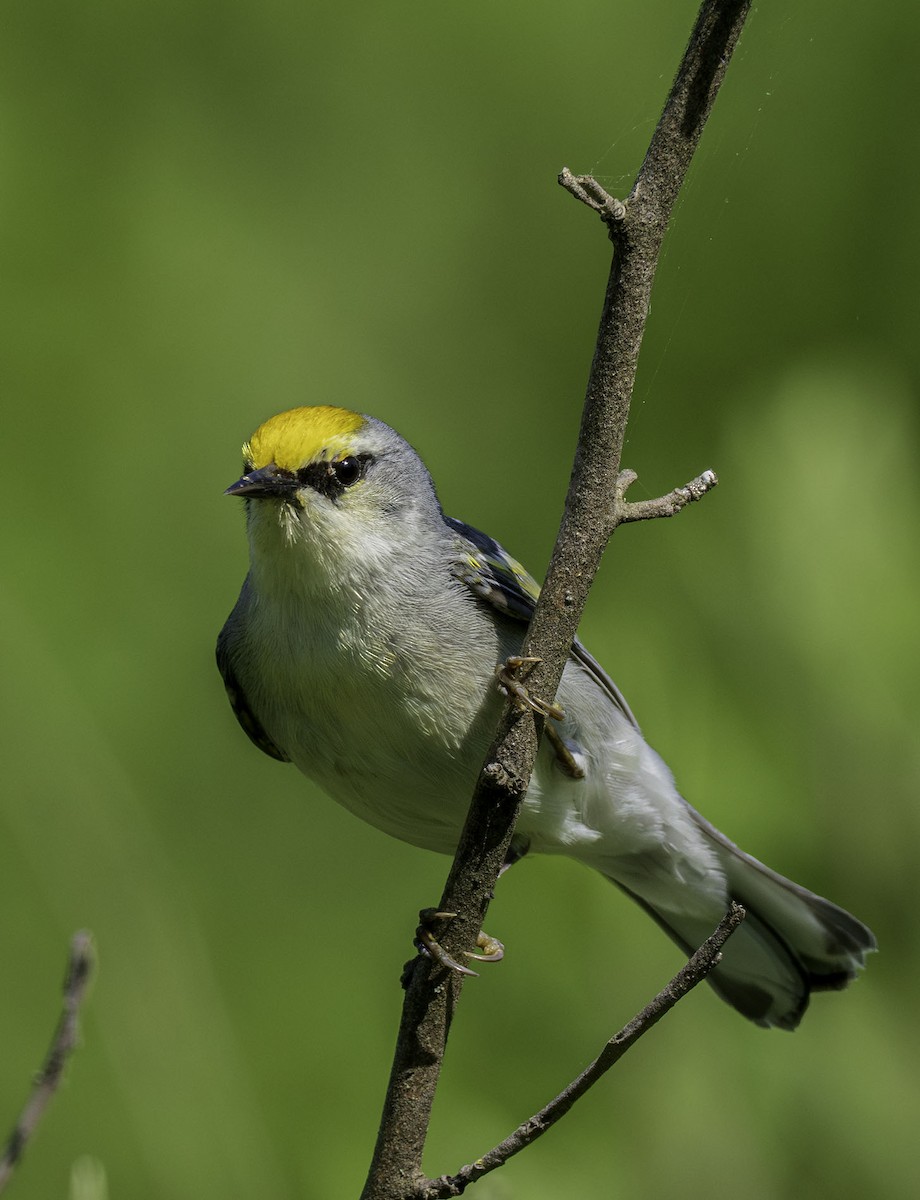 Golden-winged/Blue-winged Warbler - ML620323062