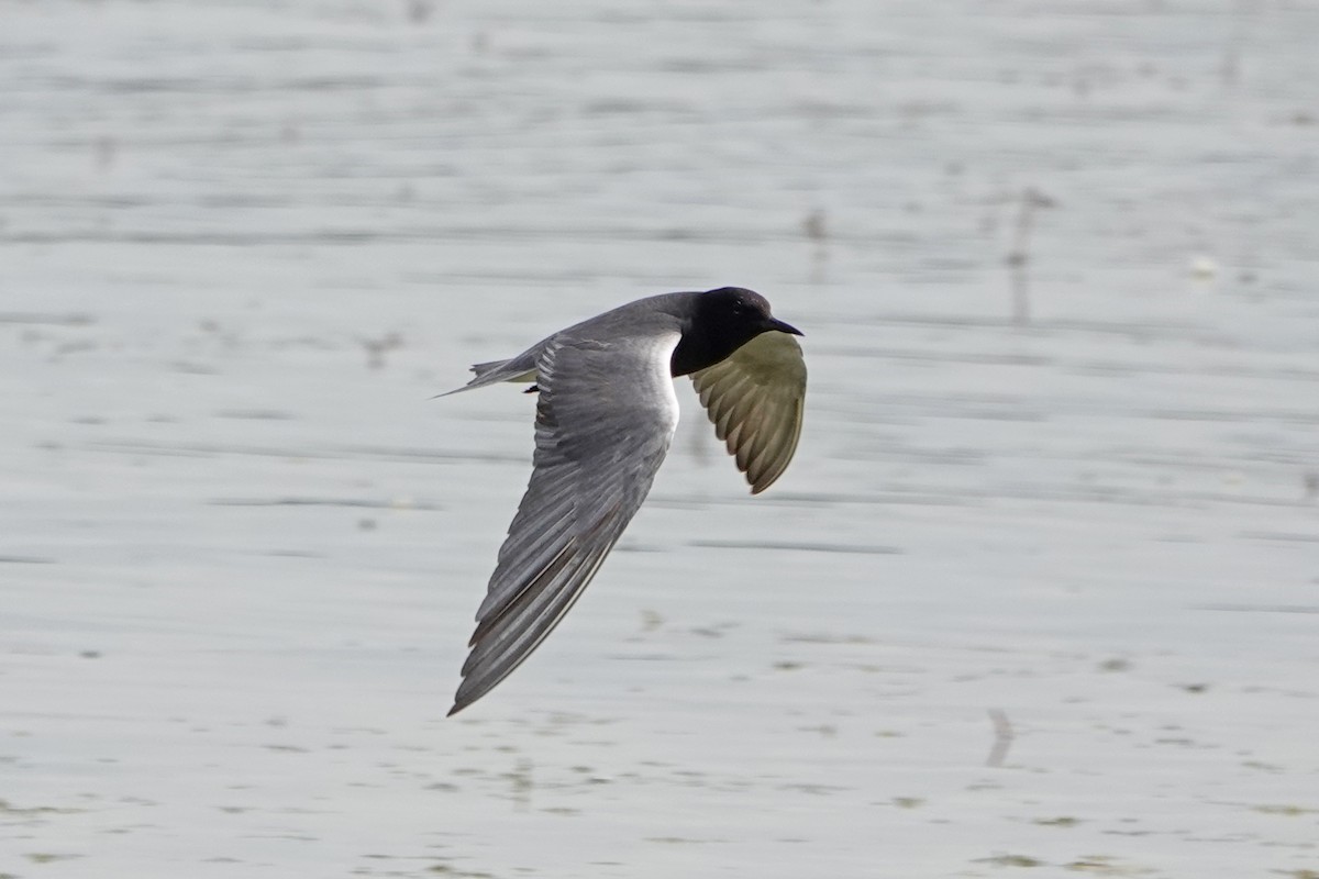 Black Tern - ML620323063