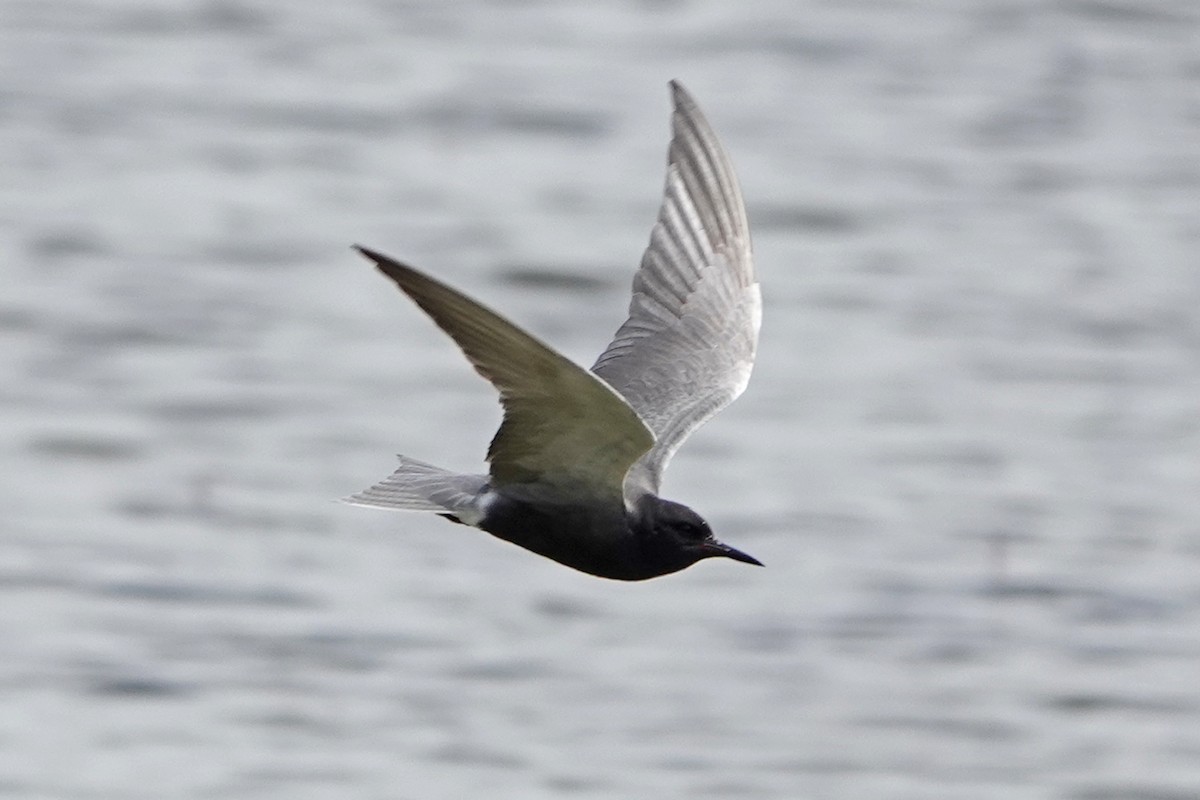 Black Tern - ML620323064