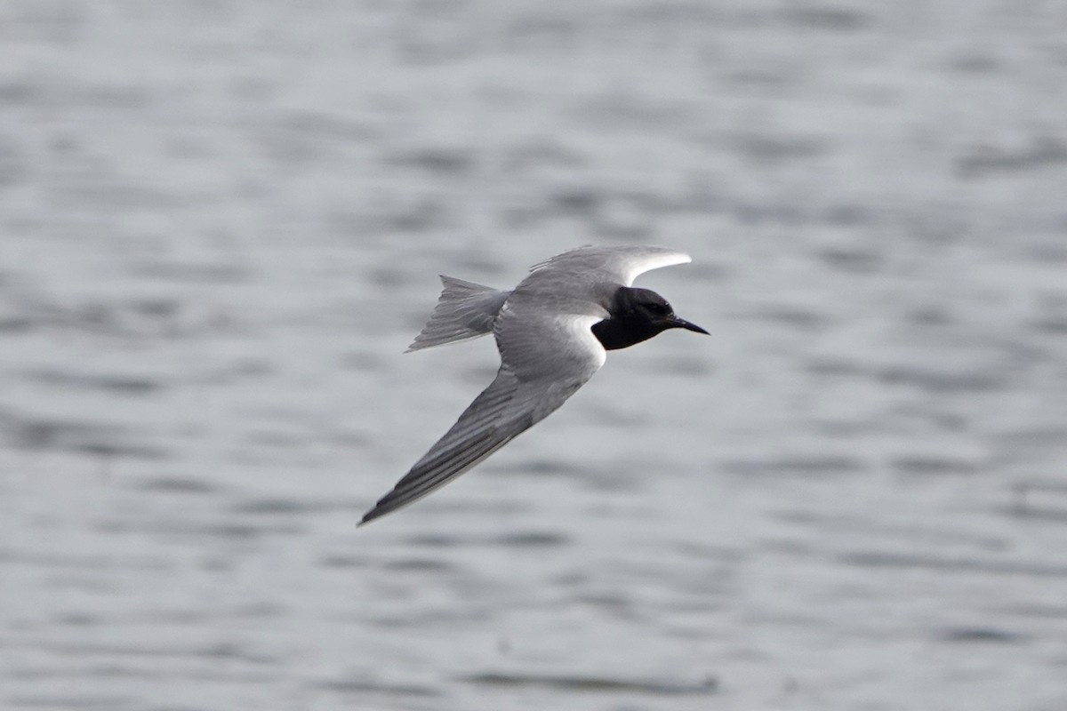 Black Tern - mc coburn
