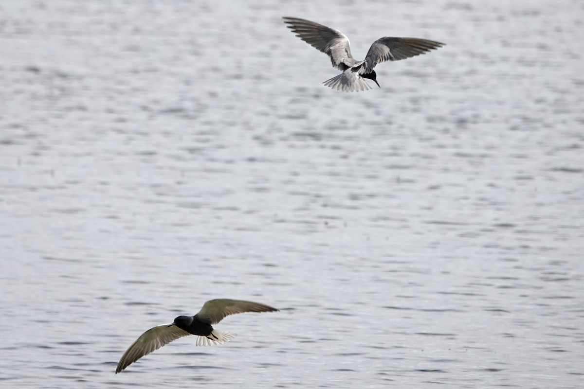 Black Tern - mc coburn