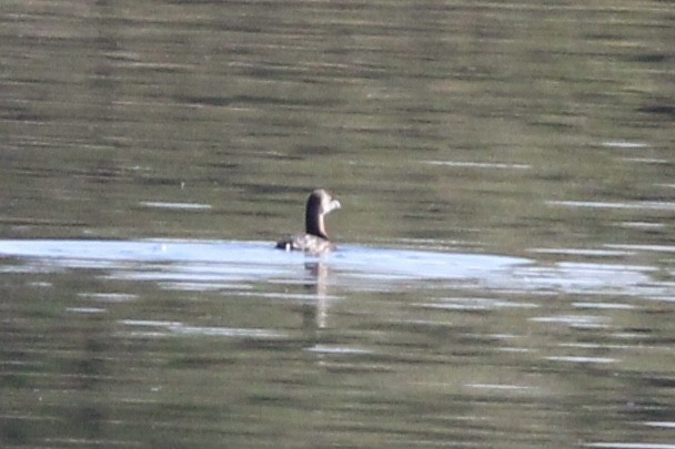 Pied-billed Grebe - ML620323069