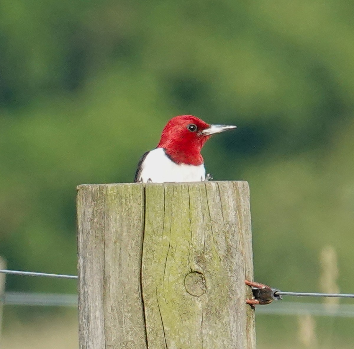 Red-headed Woodpecker - ML620323079