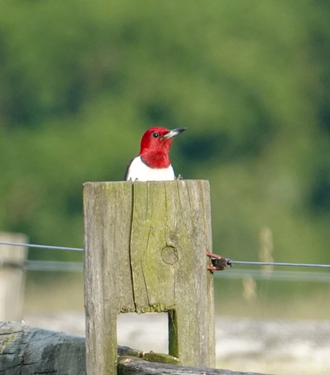 Red-headed Woodpecker - ML620323080