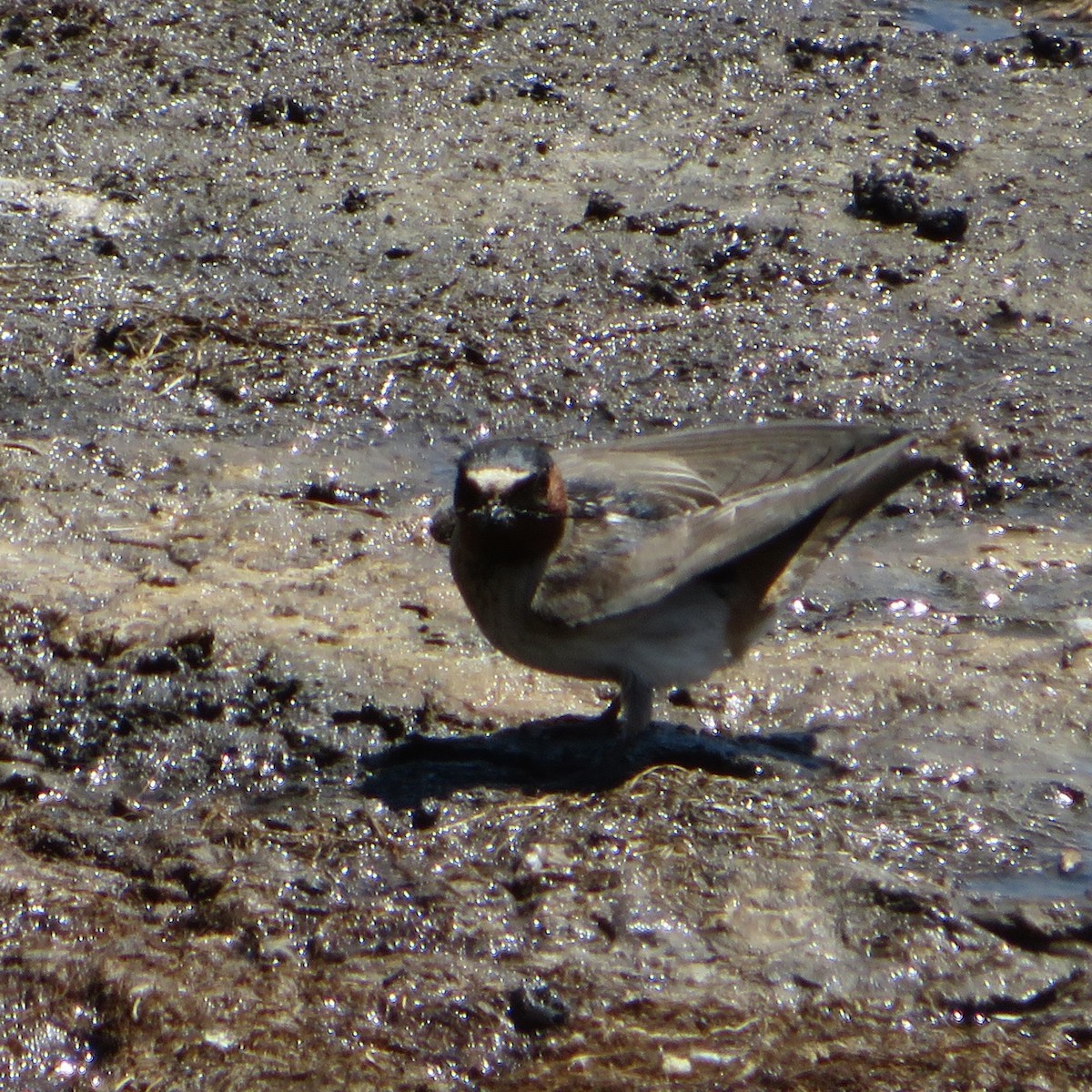 Cliff Swallow - ML620323081