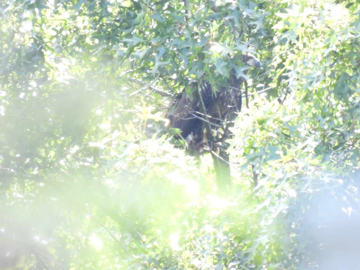 Bald Eagle - ML620323082