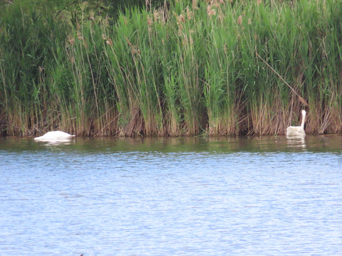 Trumpeter Swan - ML620323091