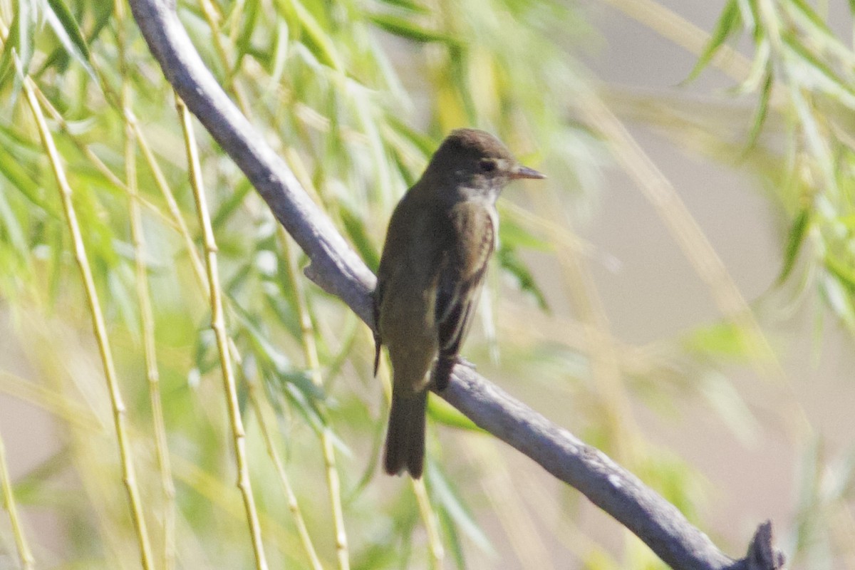 Alder/Willow Flycatcher (Traill's Flycatcher) - ML620323103