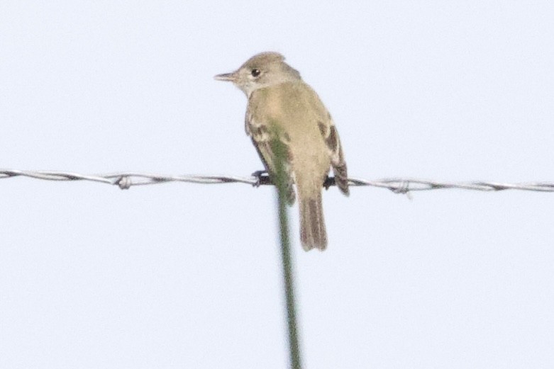 Alder/Willow Flycatcher (Traill's Flycatcher) - ML620323107