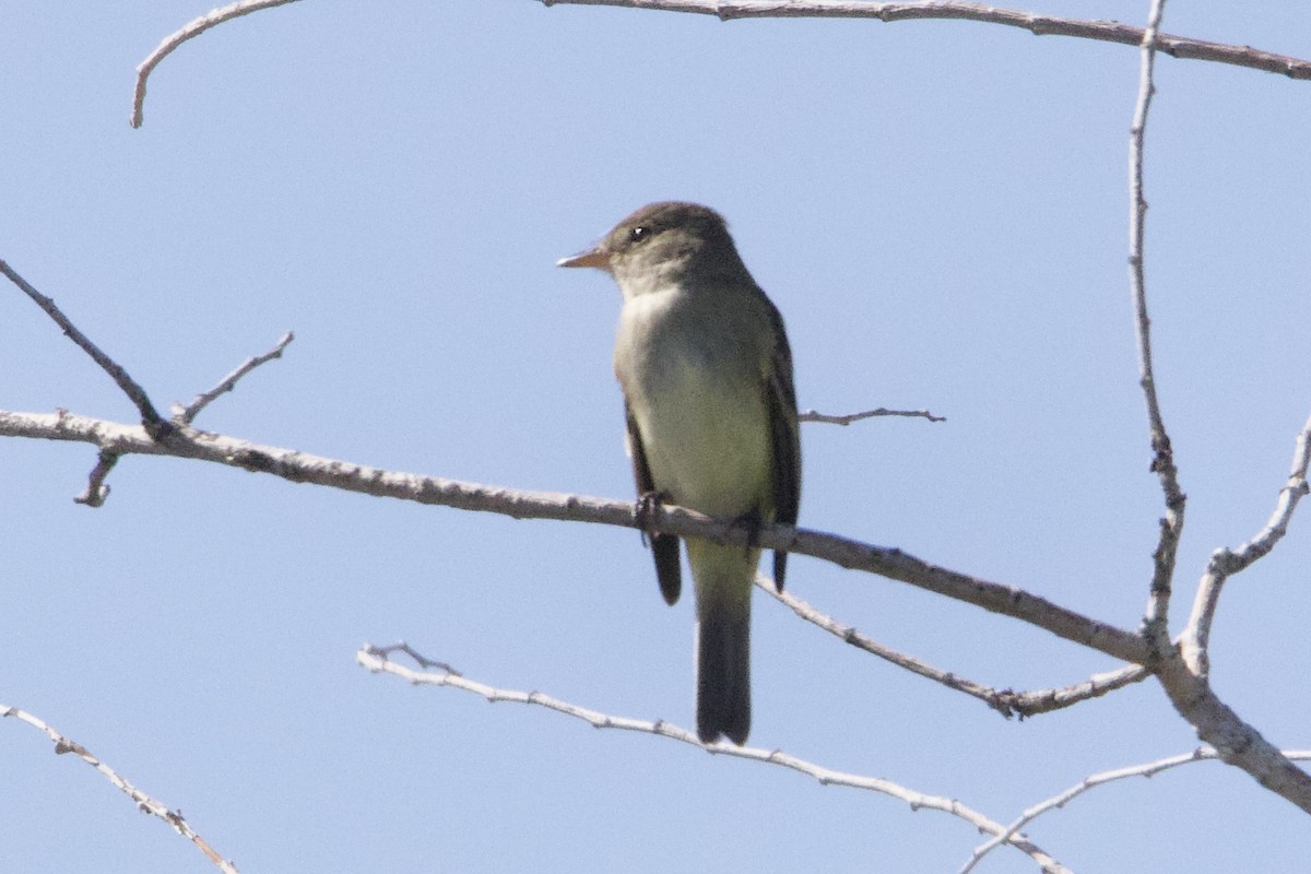 Alder/Willow Flycatcher (Traill's Flycatcher) - ML620323108