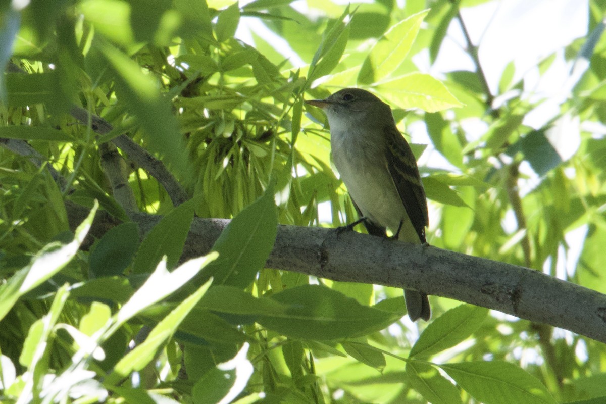 Alder/Willow Flycatcher (Traill's Flycatcher) - ML620323110