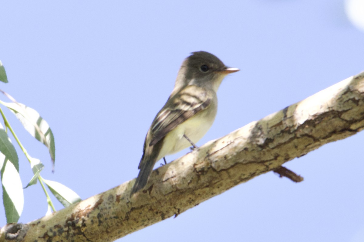 Alder/Willow Flycatcher (Traill's Flycatcher) - ML620323111