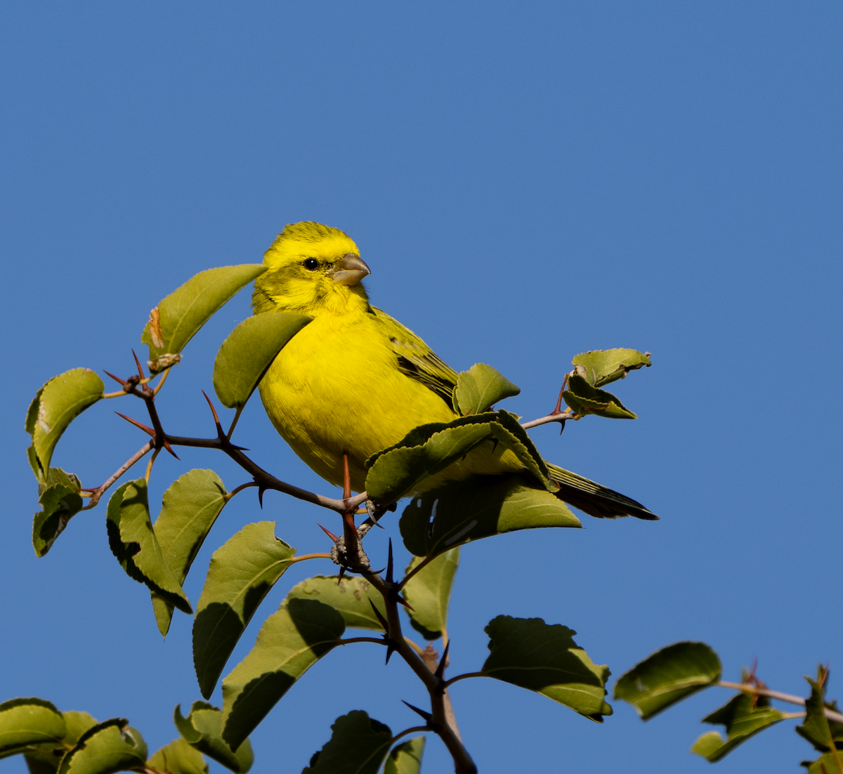 Yellow Canary - ML620323131