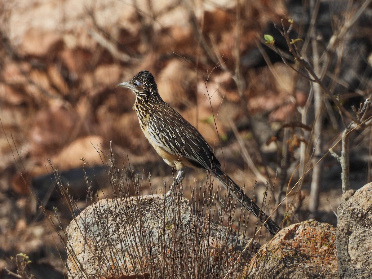 Lesser Roadrunner - ML620323142