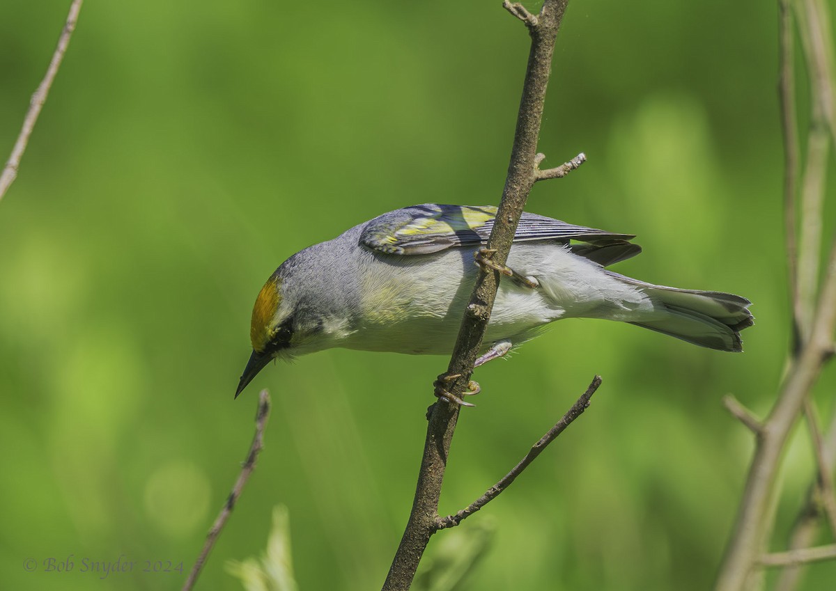 Goldflügel-/Blauflügel-Waldsänger - ML620323143