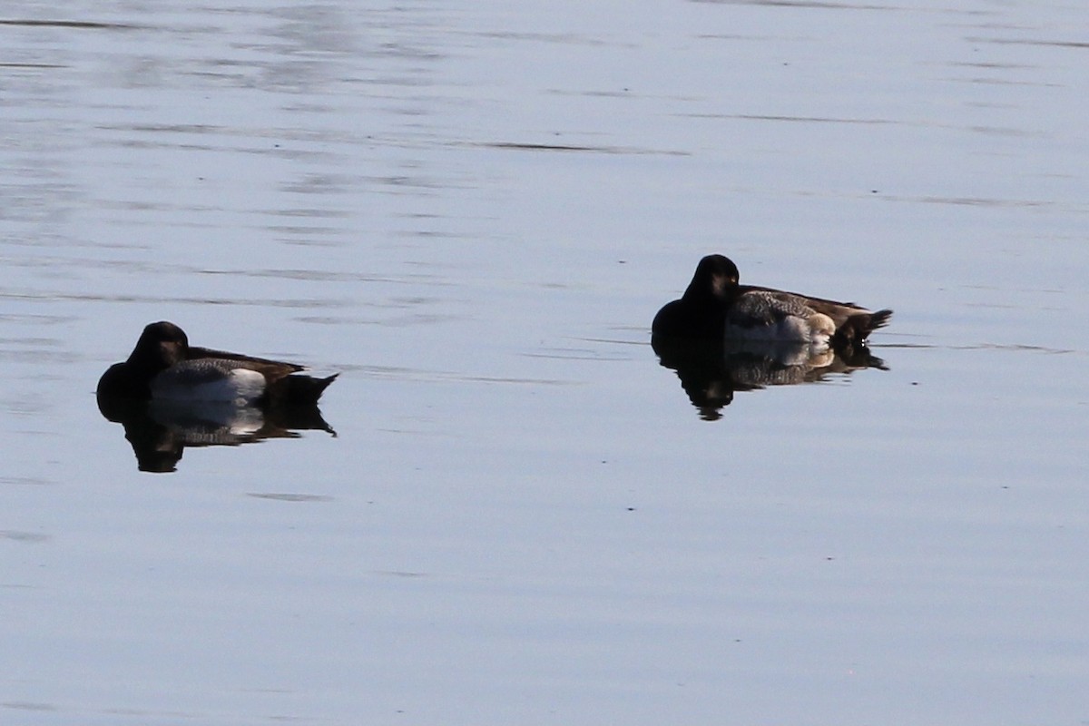 Greater/Lesser Scaup - ML620323148