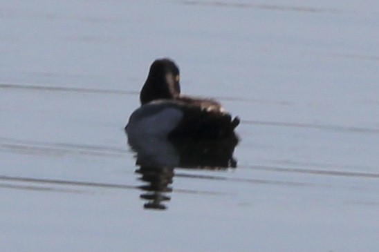 Greater/Lesser Scaup - ML620323149
