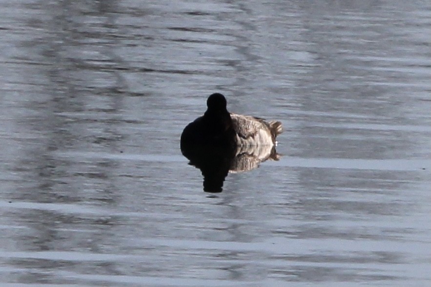 Greater/Lesser Scaup - ML620323150