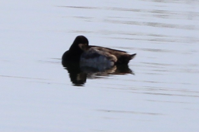 Greater/Lesser Scaup - ML620323151