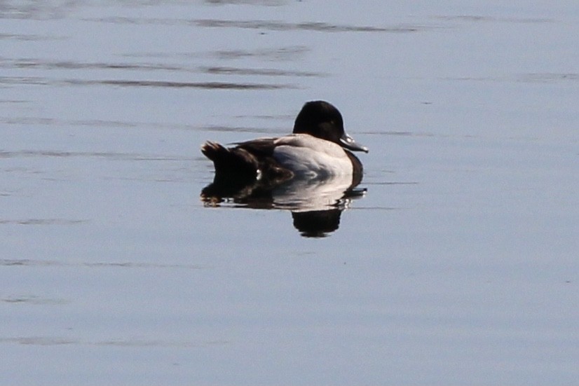 Greater/Lesser Scaup - ML620323152
