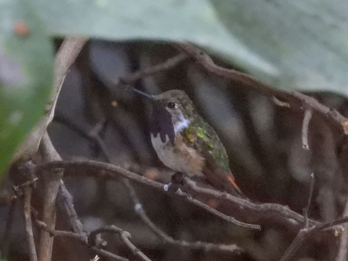 Bumblebee Hummingbird - ML620323173
