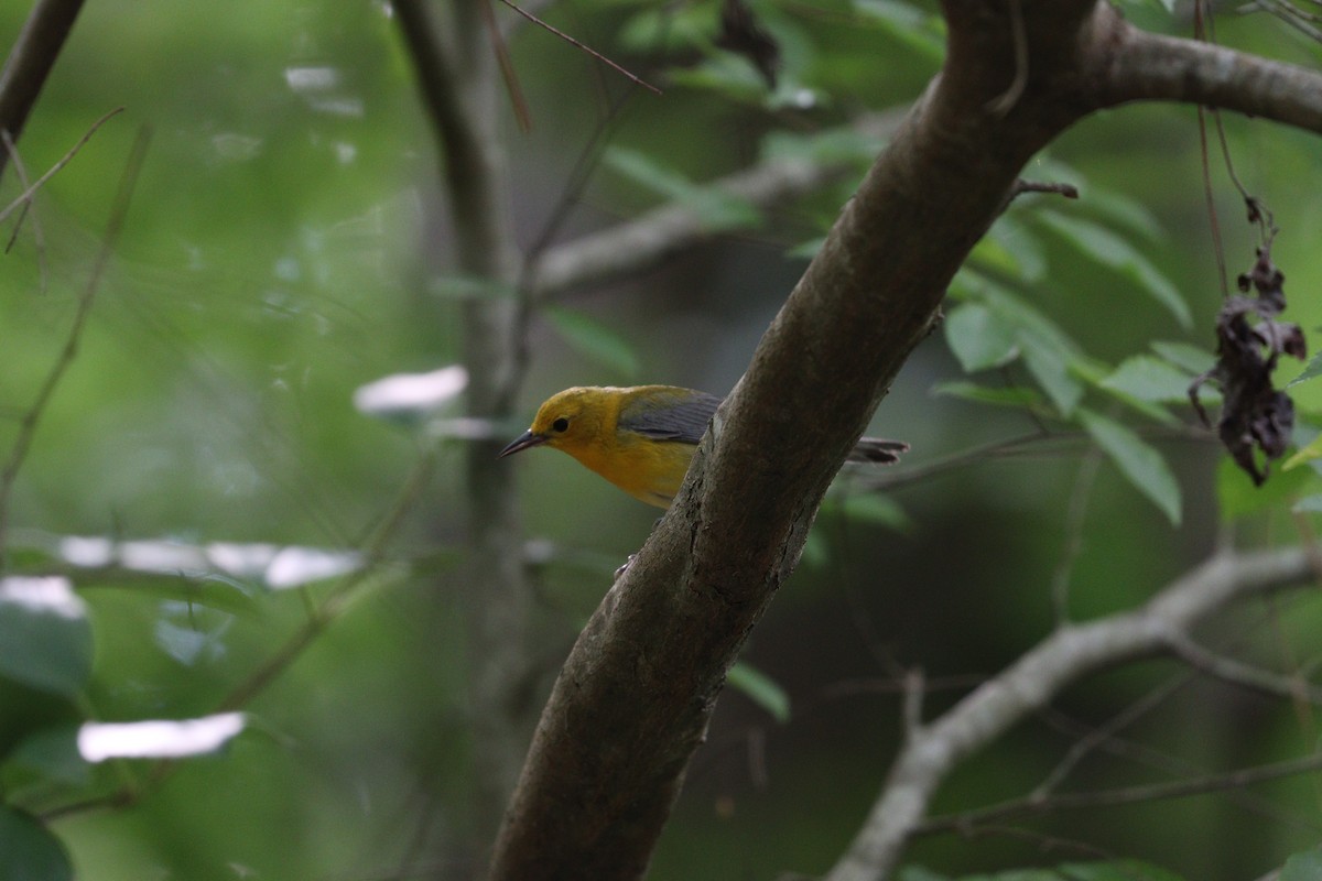 Prothonotary Warbler - ML620323175