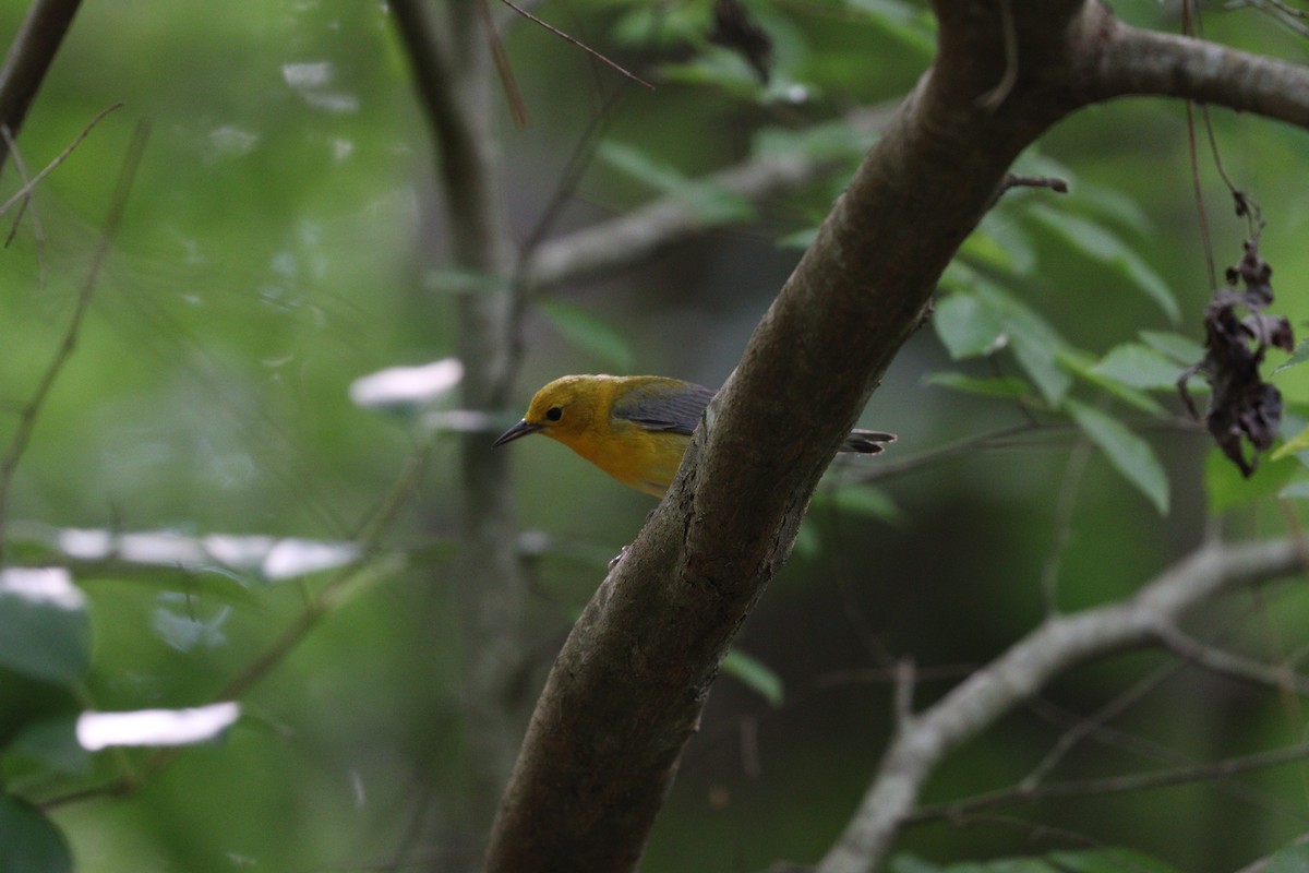 Prothonotary Warbler - ML620323176