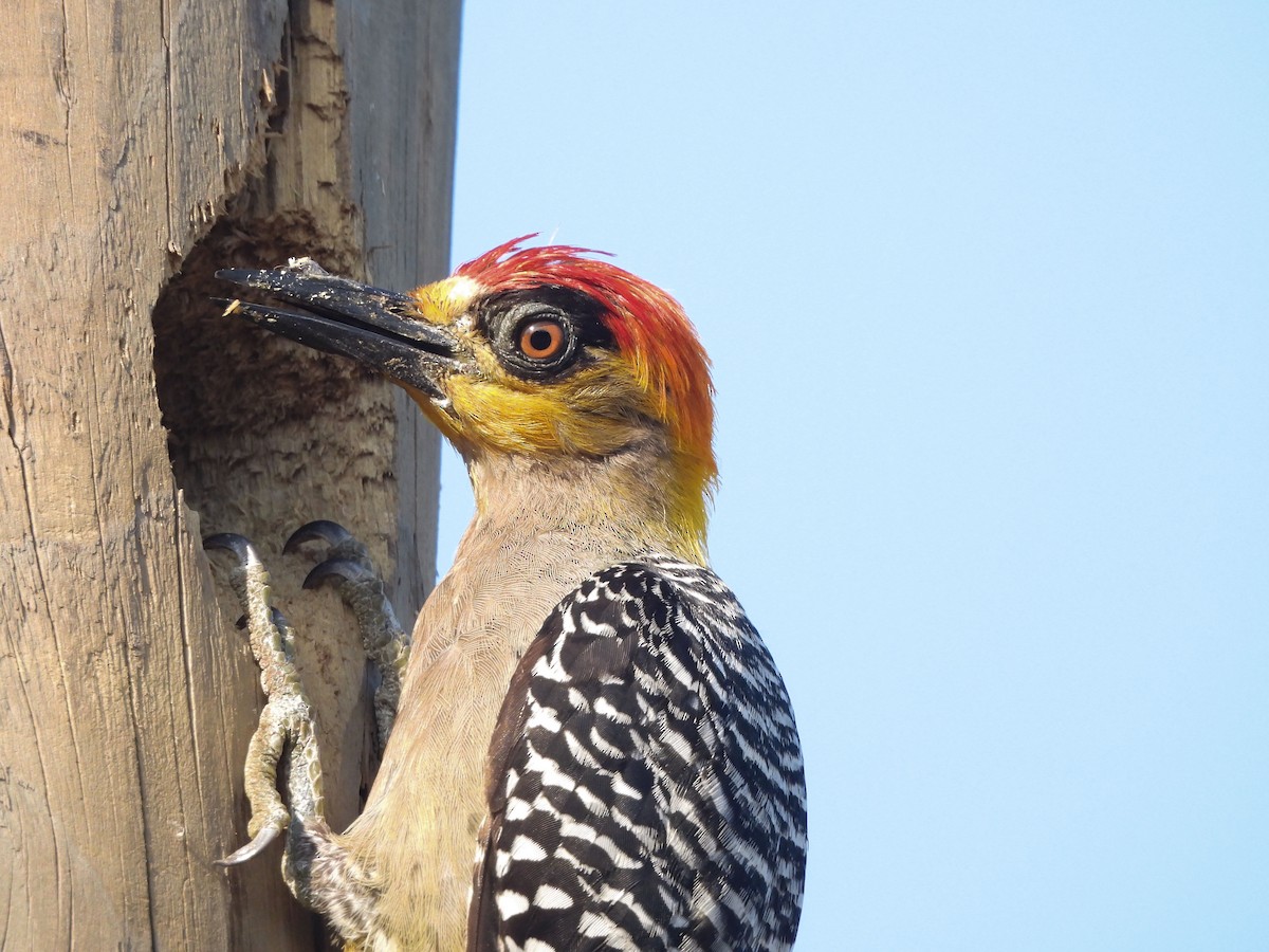 Golden-cheeked Woodpecker - ML620323184