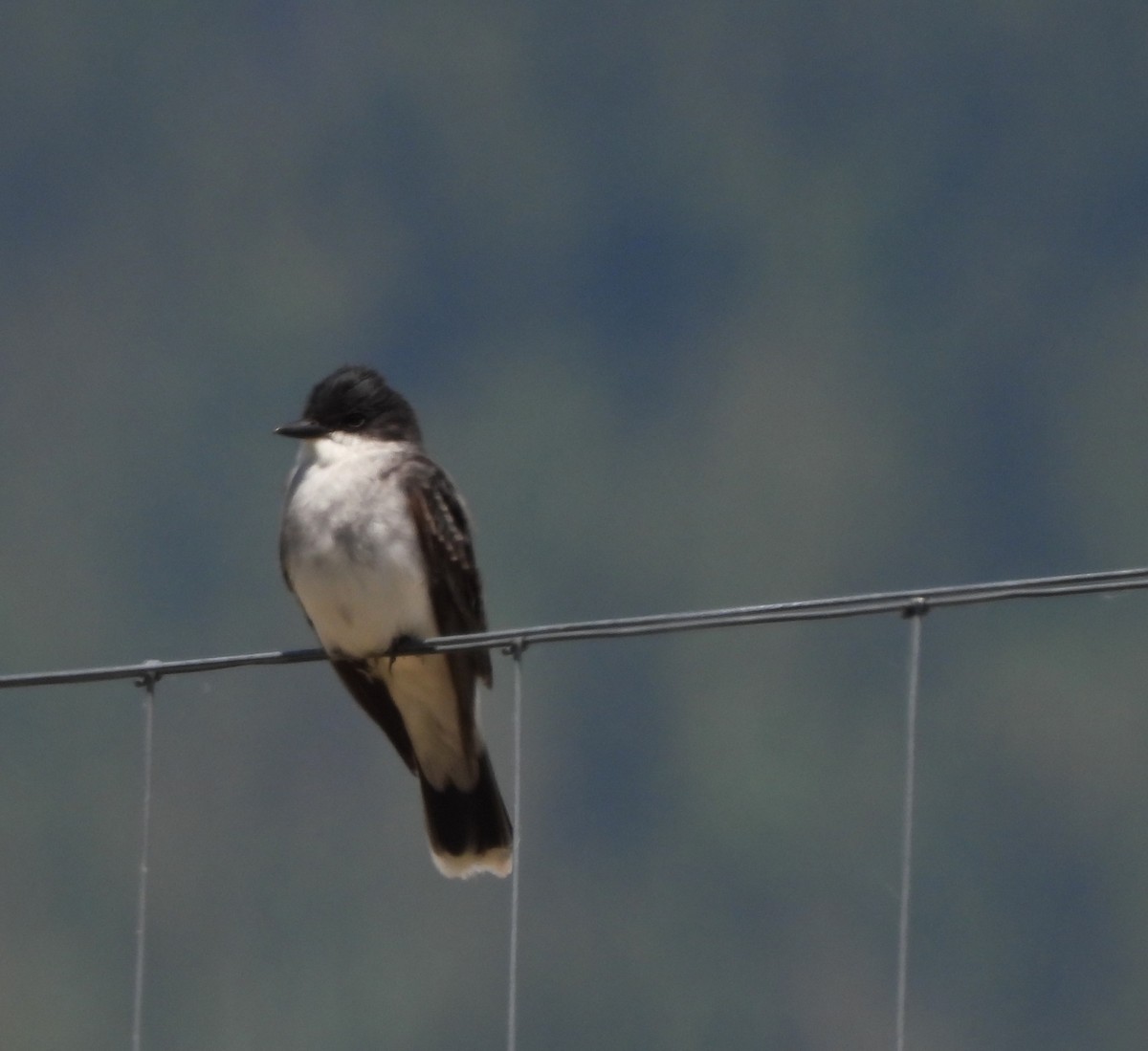 Eastern Kingbird - ML620323193