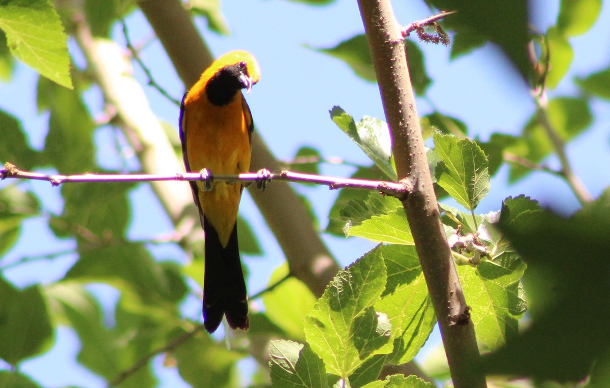 Hooded Oriole (nelsoni Group) - ML620323202