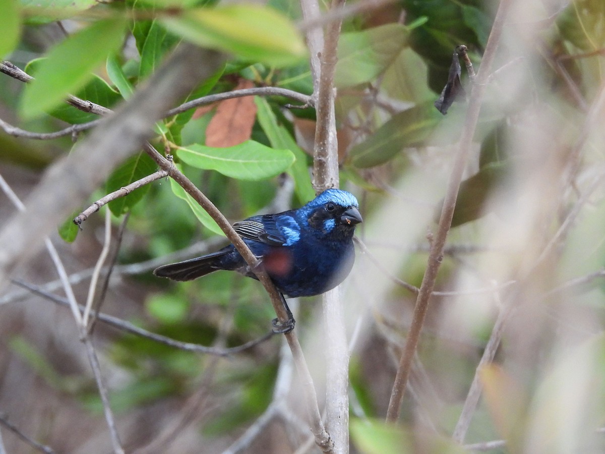 Blue Bunting (West Mexico) - ML620323208