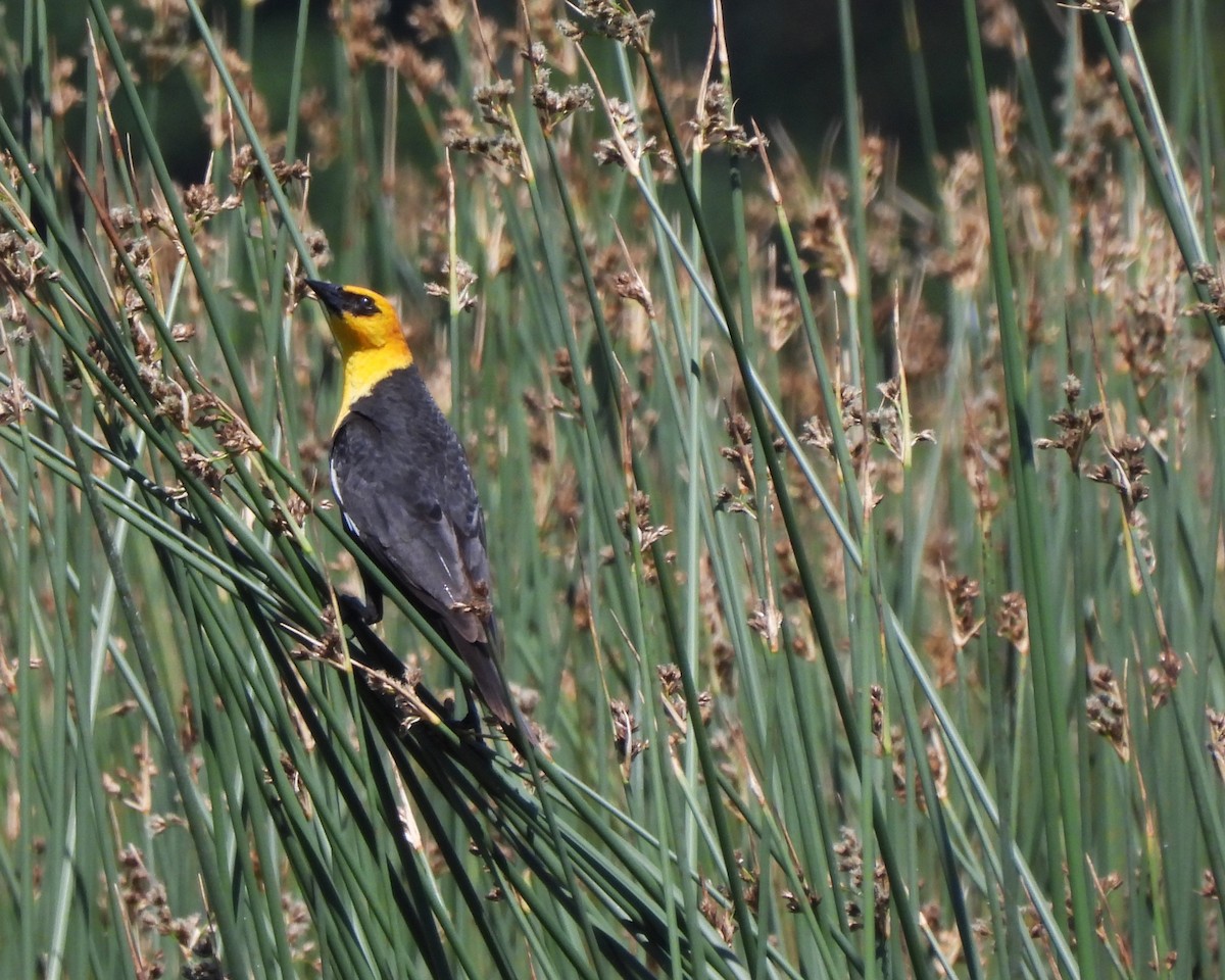 Yellow-headed Blackbird - ML620323209