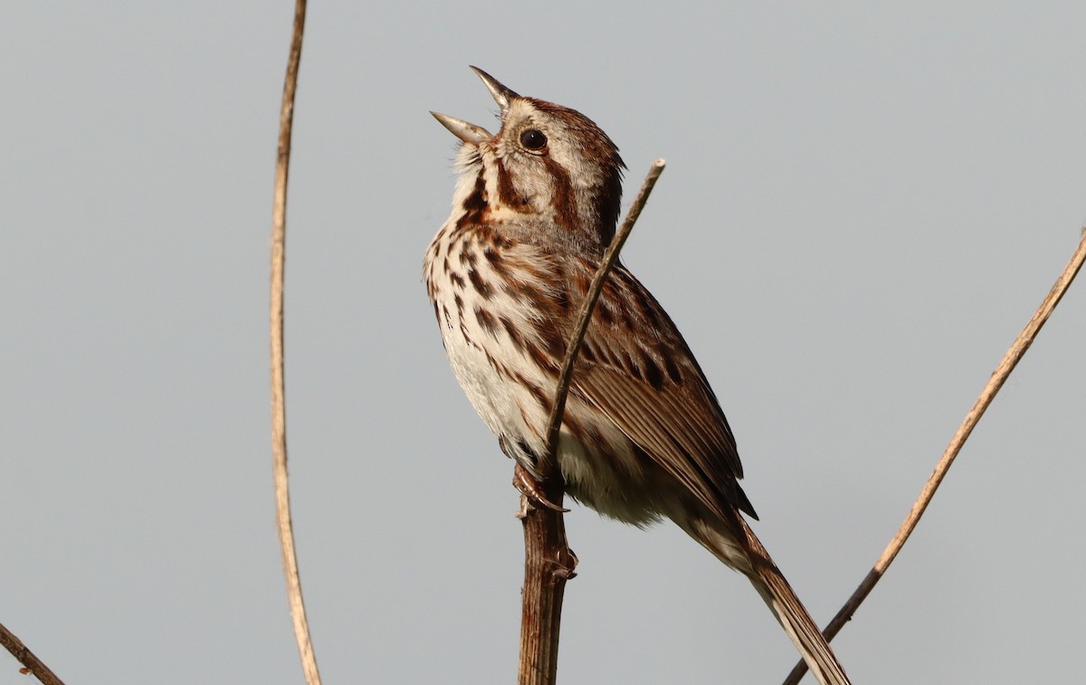 Song Sparrow - ML620323219