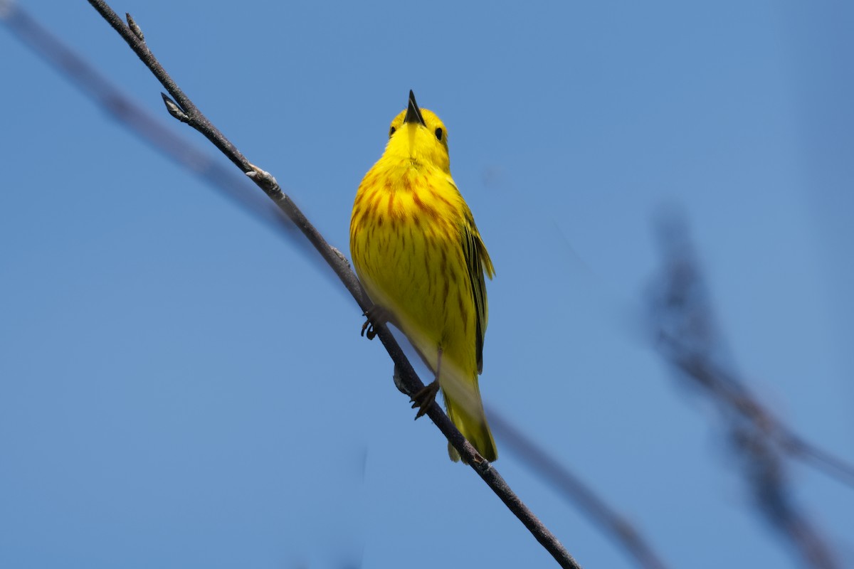 Yellow Warbler (Northern) - ML620323220