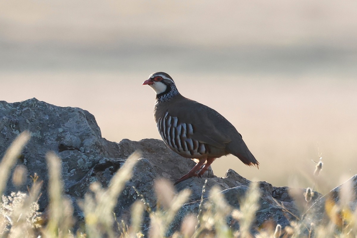 Red-legged Partridge - ML620323224