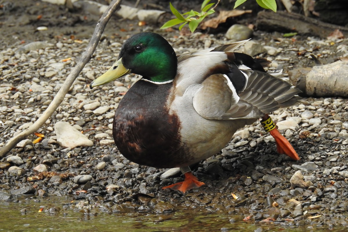 Canard colvert - ML620323227