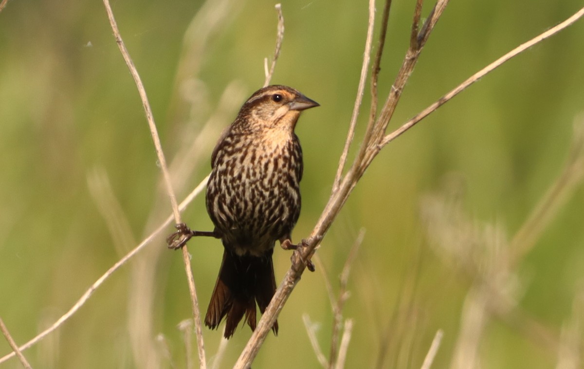 Red-winged Blackbird - ML620323228