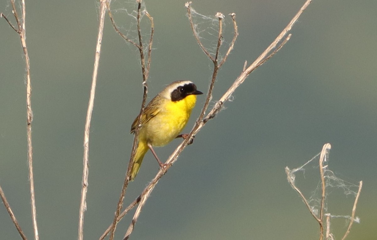 Common Yellowthroat - ML620323235