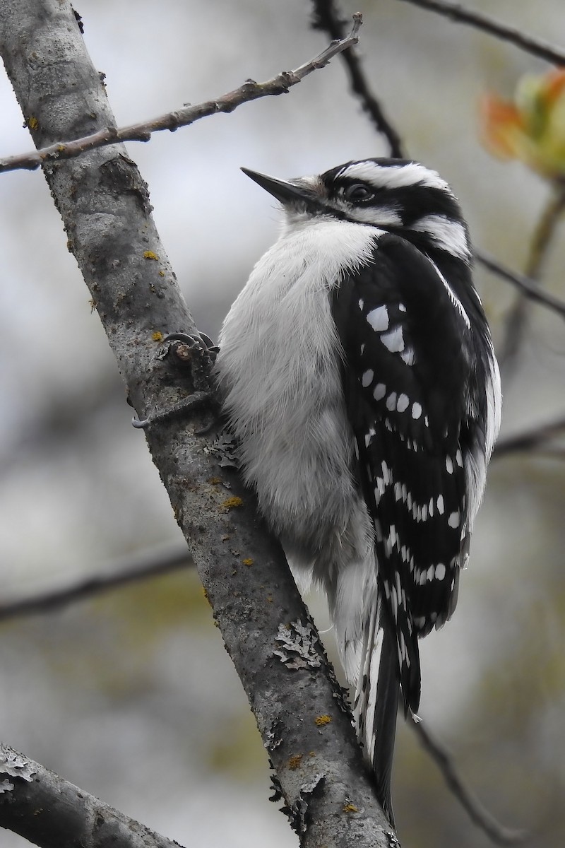 Downy Woodpecker - ML620323237