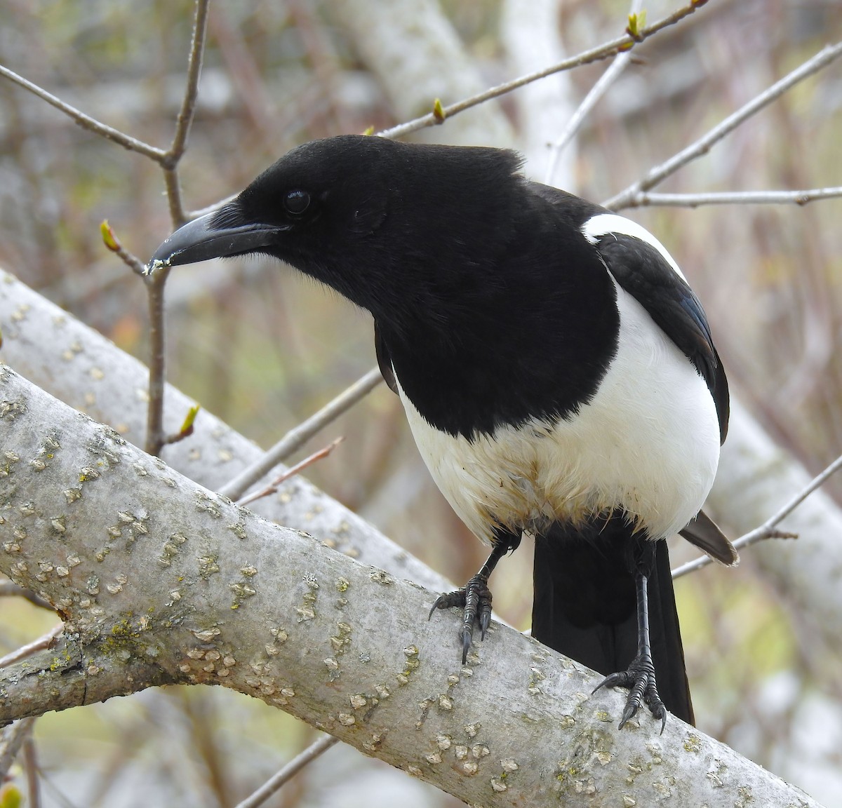 Black-billed Magpie - ML620323239