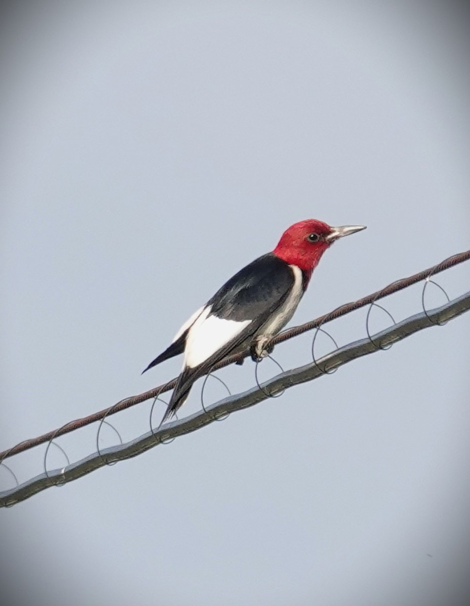 Red-headed Woodpecker - ML620323243