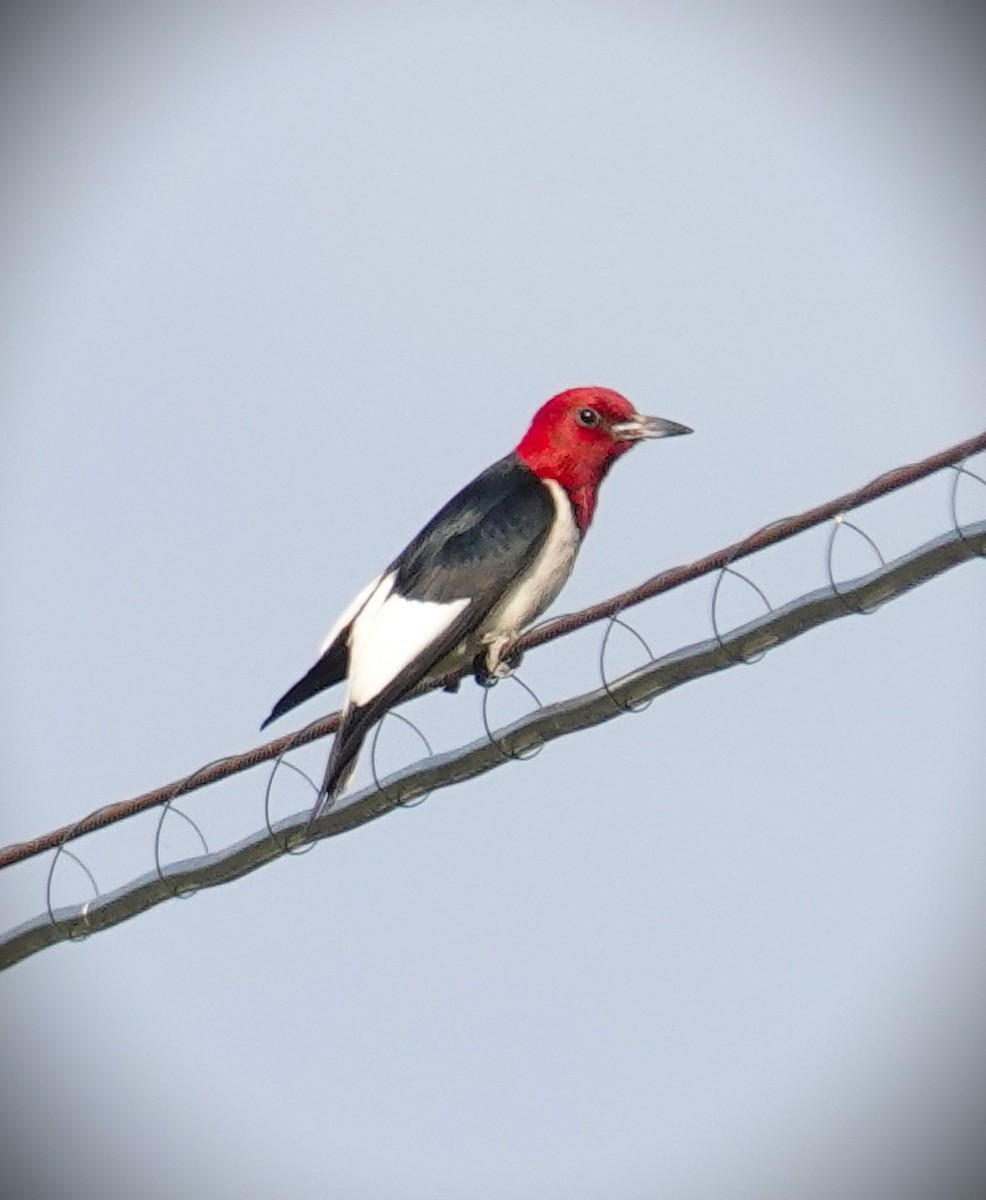 Red-headed Woodpecker - ML620323244