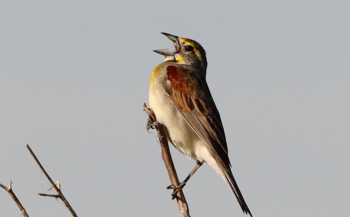 Dickcissel d'Amérique - ML620323249