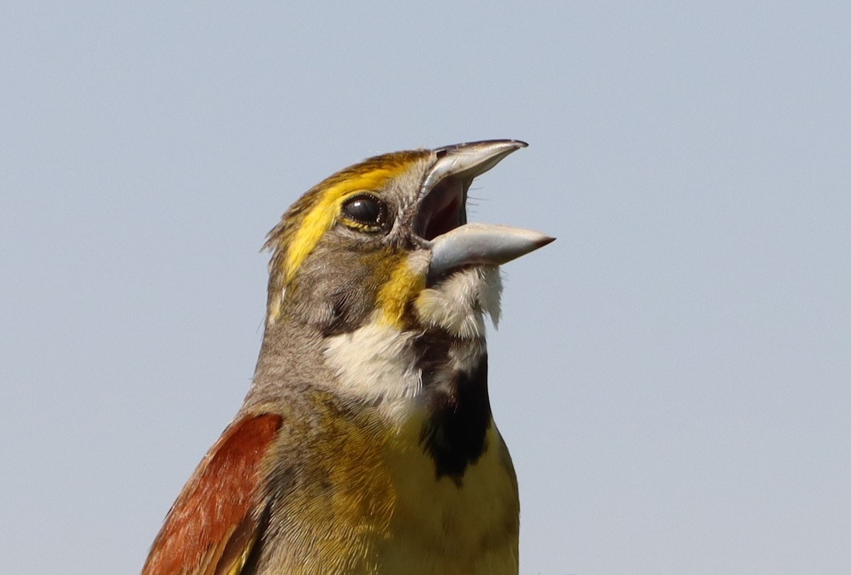 Dickcissel - ML620323250