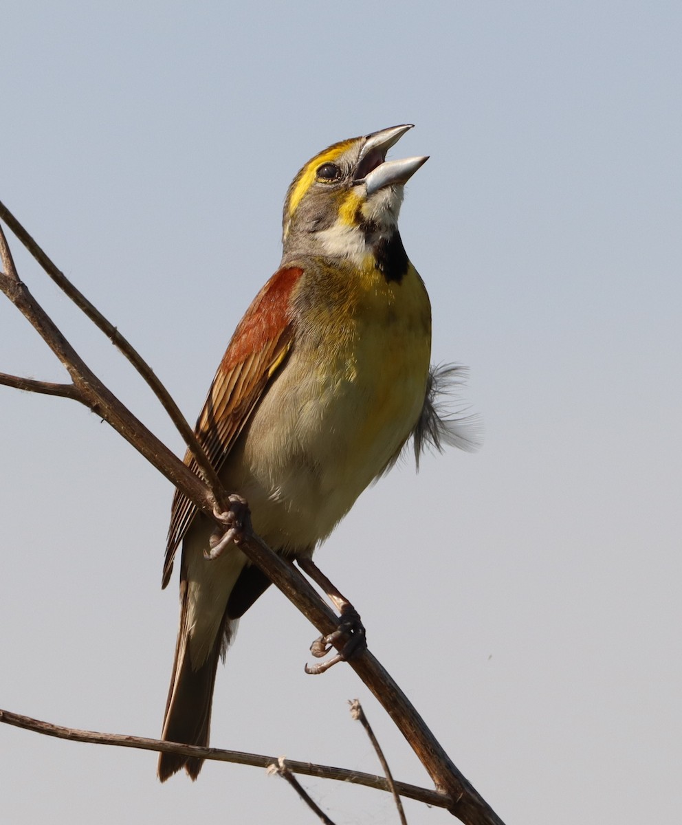 Dickcissel - ML620323251