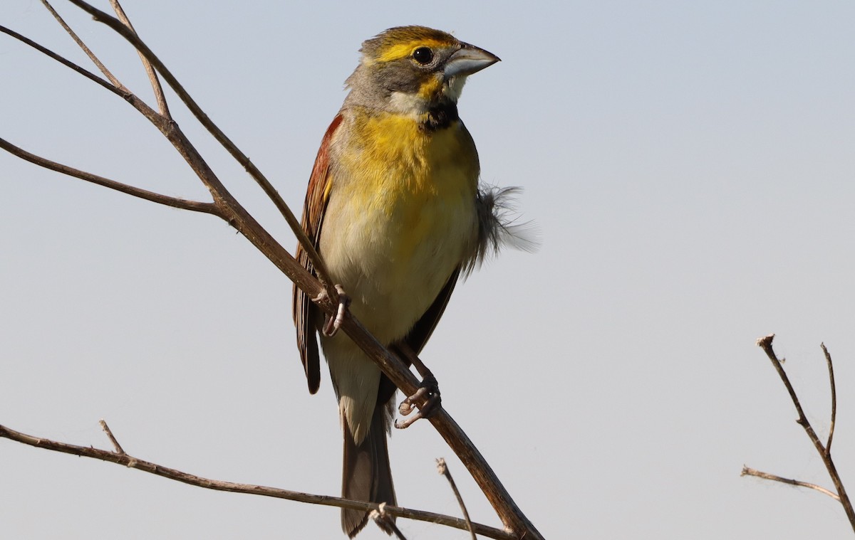 Dickcissel - ML620323252